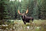 Elch im Algonquin Park