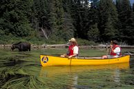 Aktivreisen Kanada: Kanutouren im Algonquin Park Kanufahrer sichten Elch