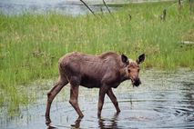 Alaska Informationen: Elch beim Trinken