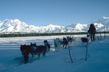 Alaska Informationen: Schlittenhunde-Team