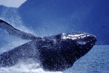 Walarten in Kanada: Humpback Whale