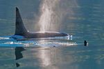 Best of Juneau Tour & Whale Watching