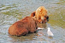 Alaska Nationalparks: Bären beim Fischen