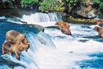 The Real Alaska Tour (Seward)