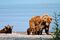 Bärenfamilie, Katmai