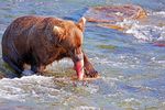 Grizzly beim Lachsfang