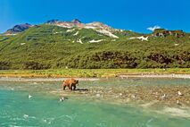 Katmai Nationalpark: Bären im Geographic Harbor