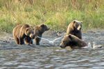 Bärenbeobachtung Kodiak Brown Bear Center