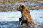 Bärenbeobachtung Kodiak Island