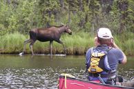 Aktivreisen Yukon & Alaska: Tierbeobachtung
