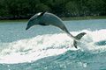 Delfin