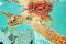 Sea Turtle