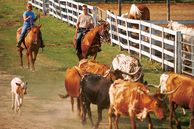 Cattle Drive