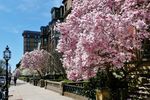 Städtereisen USA: Commonwealth Avenue im Frühling