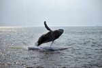 Whale Watching