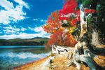 Herbstbäume am See, New Hampshire