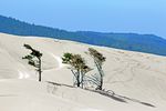 Florence Dunes