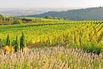 Weinberge in den Dundee Hills, Oregon