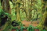 Olympic Nationalpark