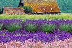 Lavendelfelder in Sequim, Washington