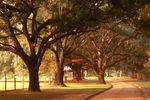 Southern Belle