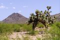 Joshua Tree National Park