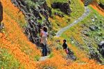 Wildblumen im Yosemite National Park