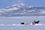 Wildpferde in Steamboat