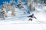 Snowbird