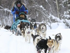 dog sledding