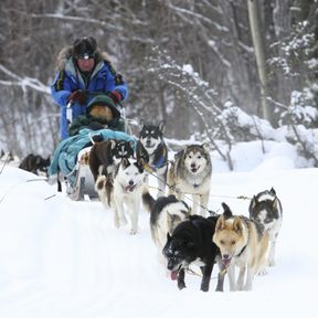 dog sledding