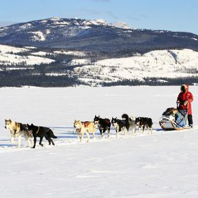 dog sledding