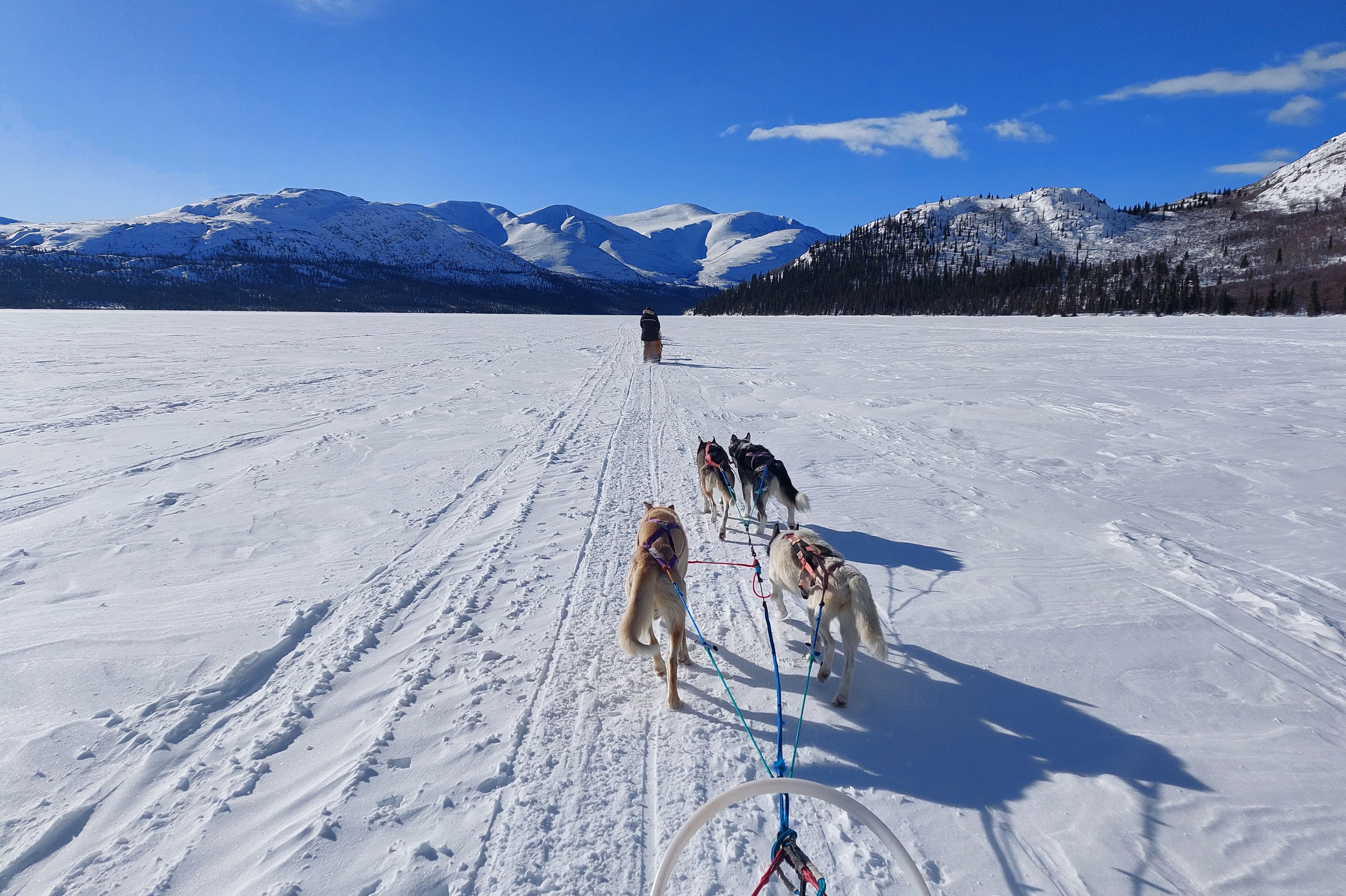 Schlittenhunde im Yukon