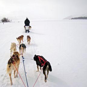 Impression Hundeschlitten-Tour Sky High Mushing Trails