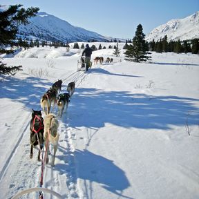 Impression Hundeschlitten-Tour Sky High Mushing Trails