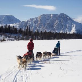 Schlittenhunde Sky High Valley Ranches