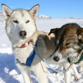 Hundeschlitten Yukon