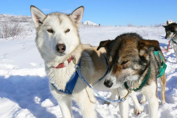 Hundeschlitten Yukon