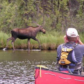 aktiv/kanu/yukon-alaska/yukon-river/elch-besuch.cr345x345-125x0