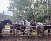 allgemein/diverses/canusa-insidertipps/kanada/cindy-heider/trail-riders-banff-horse.cr4128x1808-0x478 allgemein/diverses/canusa-insidertipps/kanada/cindy-heider/trail-riders-banff-horse.cr4128x1808-0x478