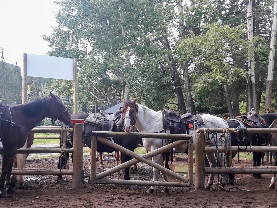 Das Pferdegehege der Banff Trail Riders in Alberta, Kanada