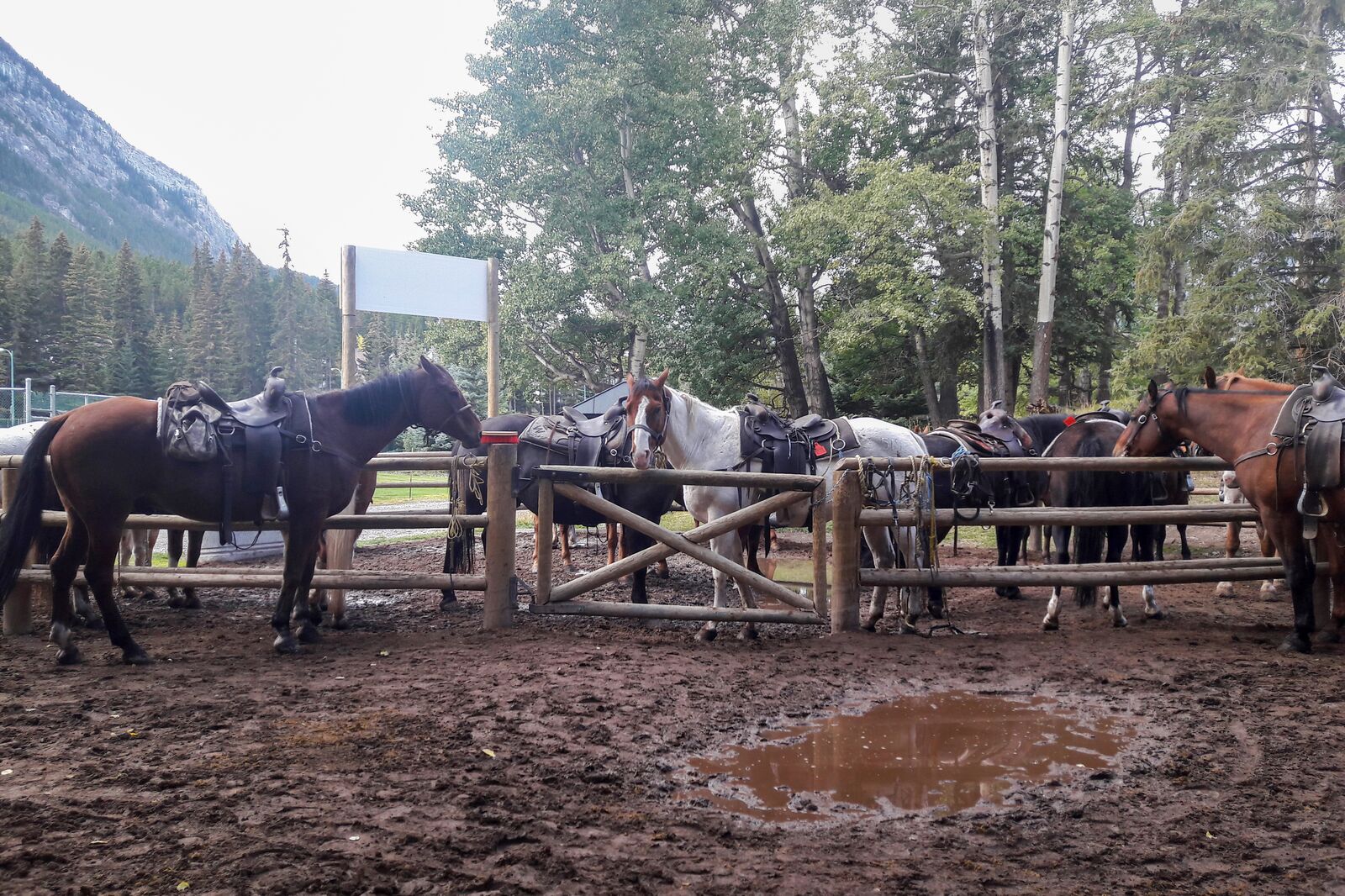 Das Pferdegehege der Banff Trail Riders in Alberta, Kanada Das Pferdegehege der Banff Trail Riders in Alberta, Kanada