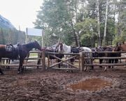 allgemein/diverses/canusa-insidertipps/kanada/cindy-heider/trail-riders-banff-horse.cr4128x2749-0x189 allgemein/diverses/canusa-insidertipps/kanada/cindy-heider/trail-riders-banff-horse.cr4128x2749-0x189