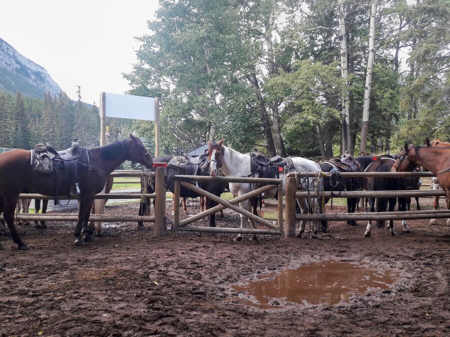 Das Pferdegehege der Banff Trail Riders in Alberta, Kanada