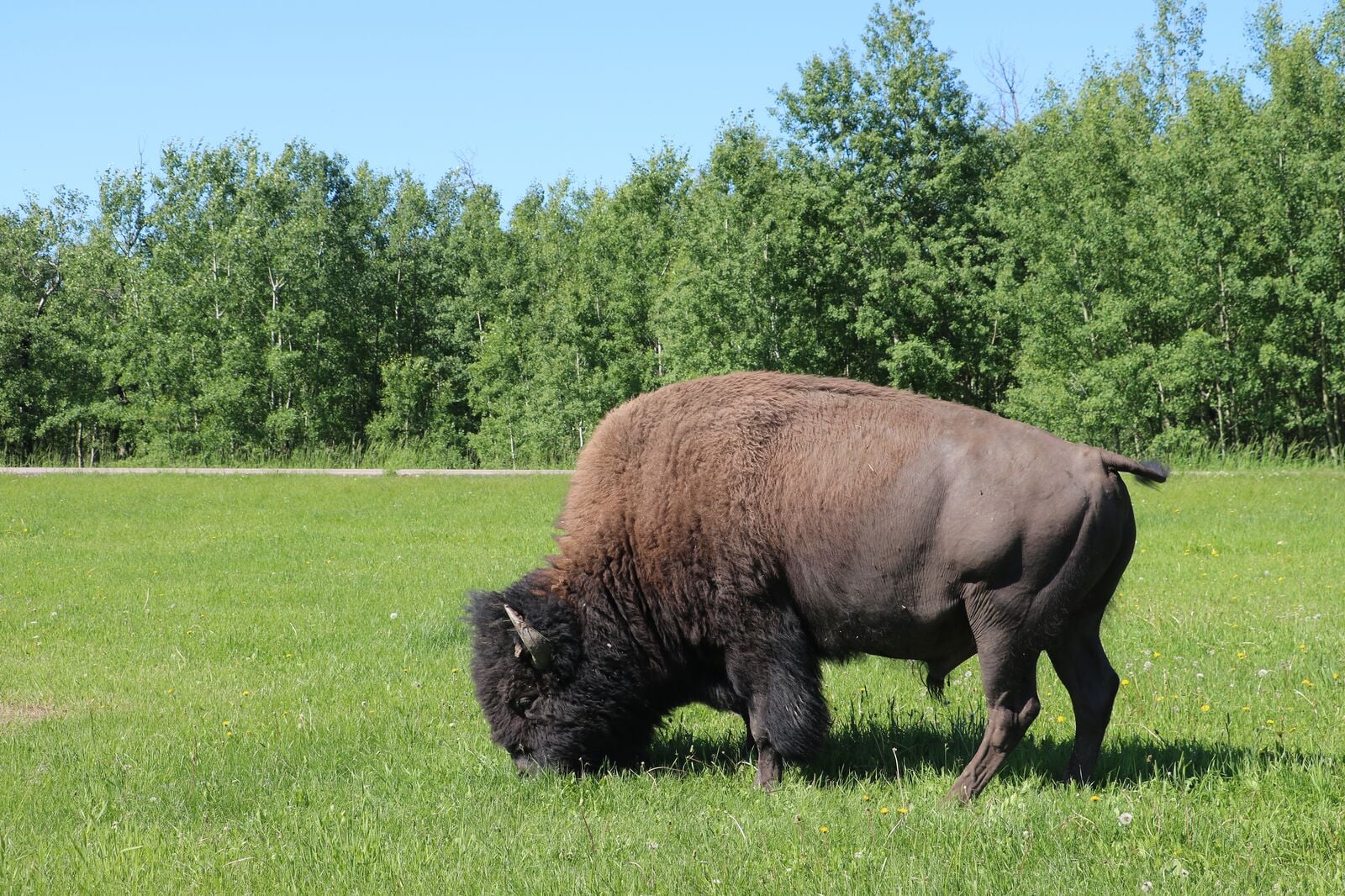 Ein Bison hautnah im Elk Island Nationalpark