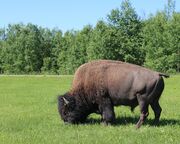 allgemein/diverses/canusa-insidertipps/kanada/sarina-keil/sarina-elk-island-np-3.cr4320x2878-0x0 allgemein/diverses/canusa-insidertipps/kanada/sarina-keil/sarina-elk-island-np-3.cr4320x2878-0x0