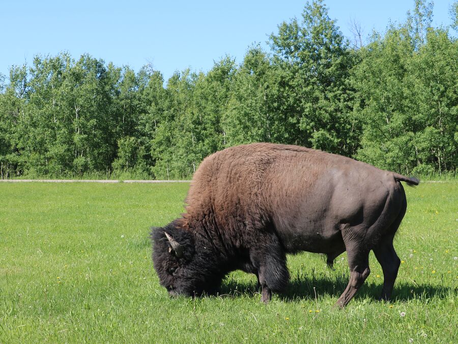 Ein Bison hautnah im Elk Island Nationalpark