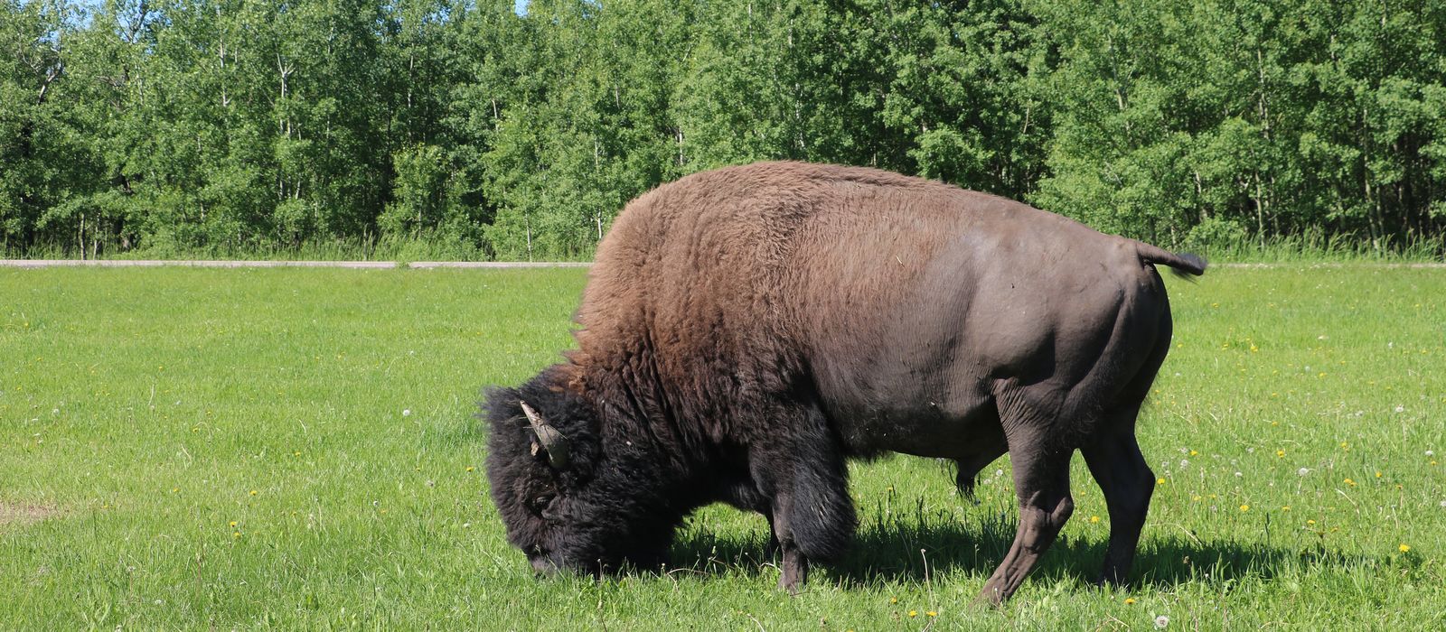 Ein Bison hautnah im Elk Island Nationalpark