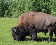 allgemein/diverses/canusa-insidertipps/kanada/sarina-keil/sarina-elk-island-np-3.cr4500x1969-0x692 allgemein/diverses/canusa-insidertipps/kanada/sarina-keil/sarina-elk-island-np-3.cr4500x1969-0x692