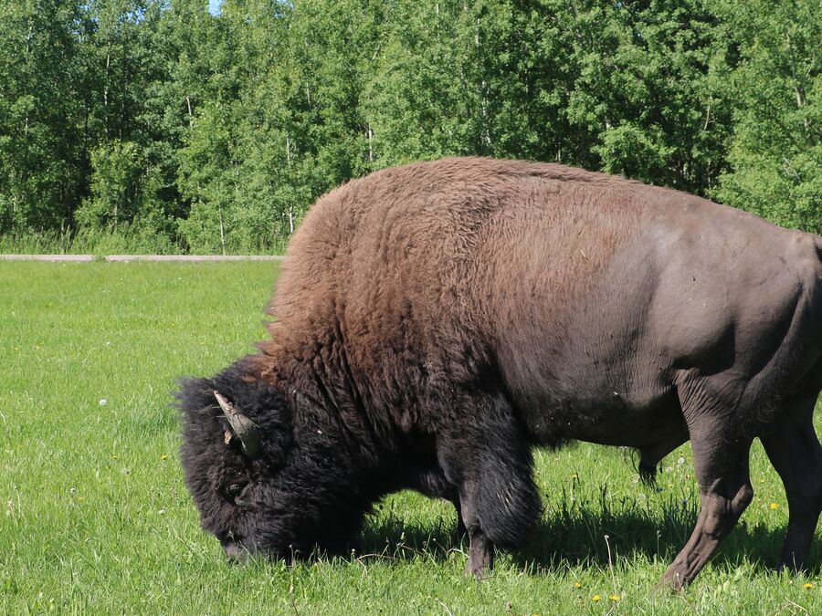 Ein Bison hautnah im Elk Island Nationalpark